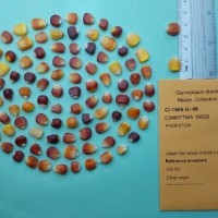 CIMMYTMA 19028.jpg