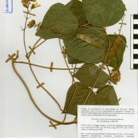 G40892A herbarium.jpg