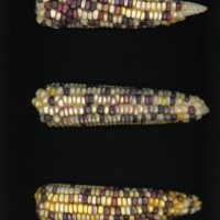 CIMMYTMA 16305 ZACA 137 BA22U-2903-33 E.jpg