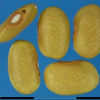 G15769 seed.jpg