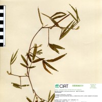 15915 herbarium