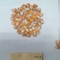 CIMMYTMA 2413 - Reference Inventory.jpg