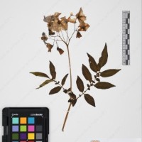 CIP 765690_RPSP 001_13.jpg