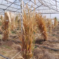 CWI_52920_52646_18_0_c.jpg