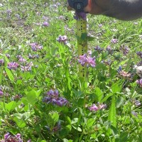 Trifolium decorum_6269 (2).jpg