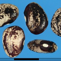 G25784 seed.jpg