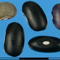G1672 seed.jpg