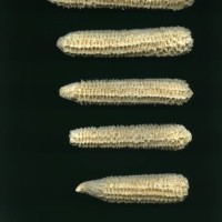 CIMMYTMA 5852 OAXA 291 PV22A-1903-121 C874 _compress.jpg