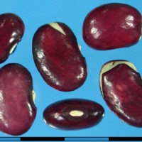 G35980C seed.jpg