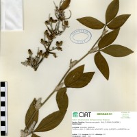 21081 herbarium