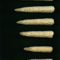 CIMMYTMA 4938 BRAZ 2046 AF20A-0903-85 C.jpg