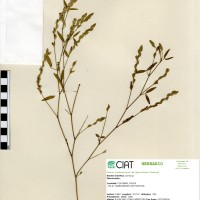 14035 herbarium