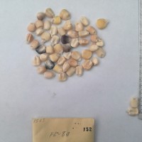 CIMMYTMA 152 - Reference Inventory.jpg