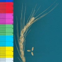 CWI18149_52594_233.jpg