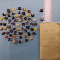 CIMMYTMA 8087 - Reference inventory.jpg