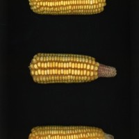 CIMMYTMA 21440 PAZM 04025 AF23A-0903-98 E1.jpg