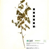 17770 herbarium