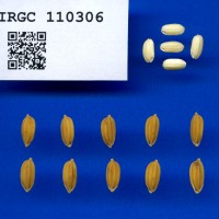 IRGC 110306 Seed Photo