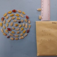 CIMMYTMA 7730 - Reference inventory.jpg