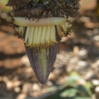 6.4.15 - Male bud shape