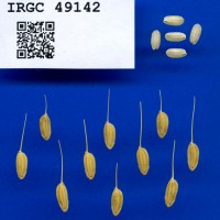 IRGC 49142 Seed Photo