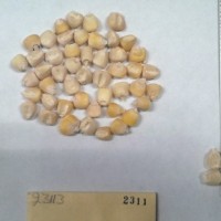 CIMMYTMA 2311 - Reference Inventory.jpg