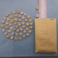 CIMMYTMA 7340 - Reference inventory.jpg