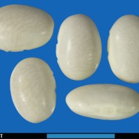 G1986 seed.jpg