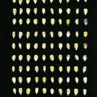 CIMMYTMA 18369 MEXI 159 TC24U-2903-226 K.jpg