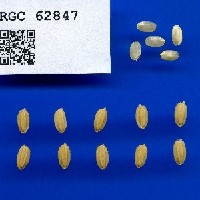 IRGC 62847 Seed Photo