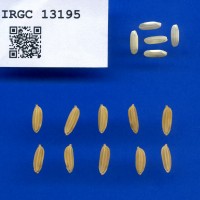 IRGC 13195 Seed Photo