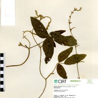 17813 herbarium