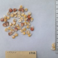 CIMMYTMA 1793 - Reference Inventory.jpg