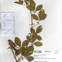 21119 herbarium