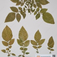 CIP 760428_HHA 6468_07.jpg