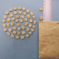 CIMMYTMA 8397 - Reference inventory.jpg