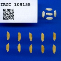 IRGC 109155 Seed Photo