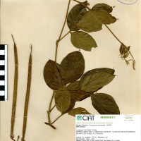 15118 herbarium