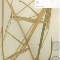 IRGC 100959 Herbarium