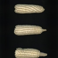 CIMMYTMA 1070 GUAT 329 AF19A-0903-26 E1.jpg