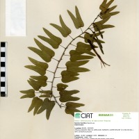 8373 herbarium