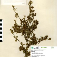 1074 herbarium