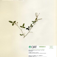 3577 herbarium