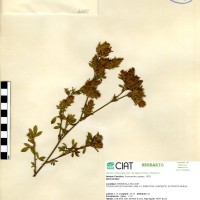 11280 herbarium