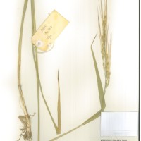 IRGC 104647 Herbarium