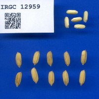 IRGC 12959 Seed Photo