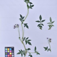 CIP 760026_OCH S68_blg_H(i).jpg