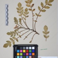 CIP 761264_OCH 11698_01.jpg