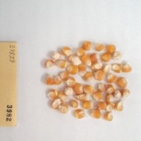 CIMMYTMA 3982 - Reference Inventory.jpg