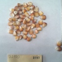 CIMMYTMA 2297 - Reference Inventory.jpg